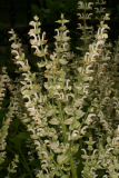Salvia sclarea 'Vatican White' RCP6-06 100.jpg